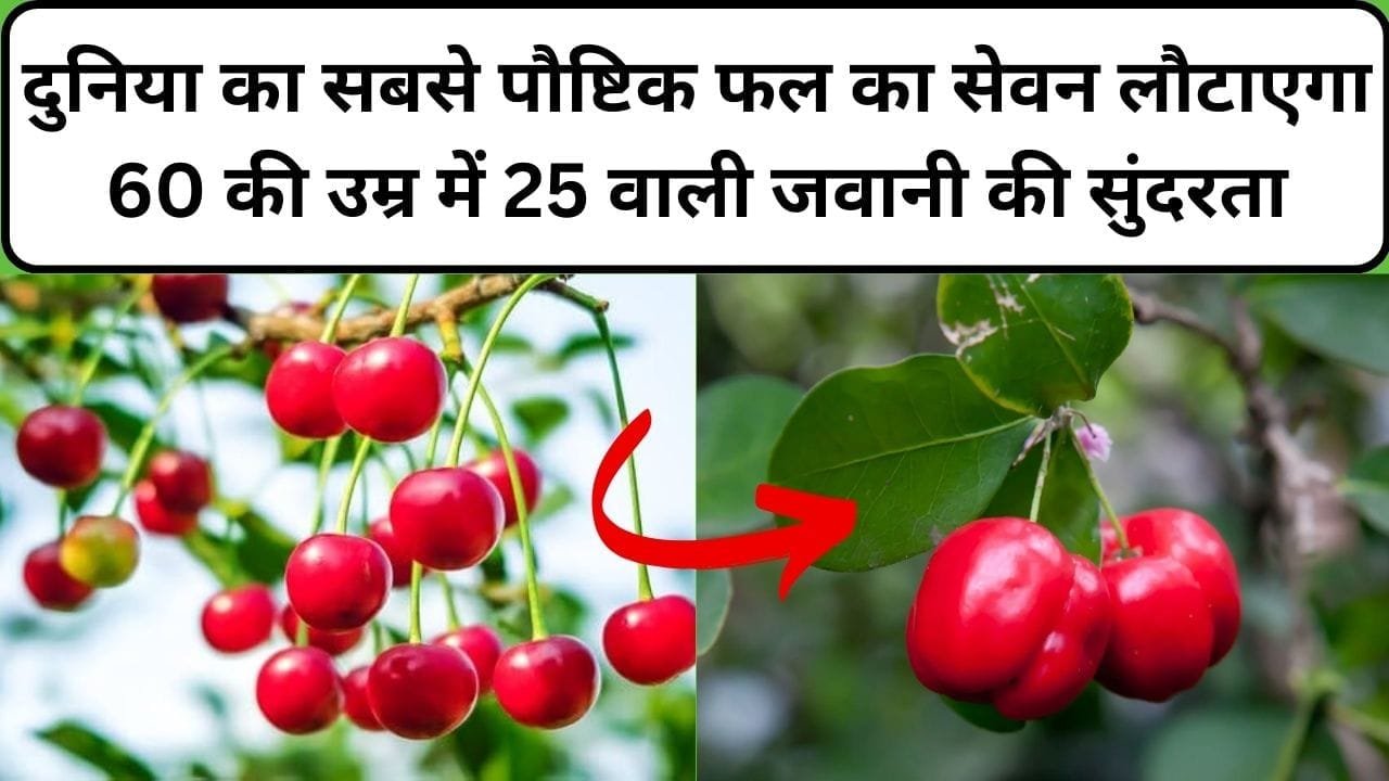दुनिया का सबसे पौष्टिक फल का सेवन लौटाएगा 60 की उम्र में 25 वाली जवानी की सुंदरता, खेती से भर जाएगा बैंक बैलेंस, जाने नाम