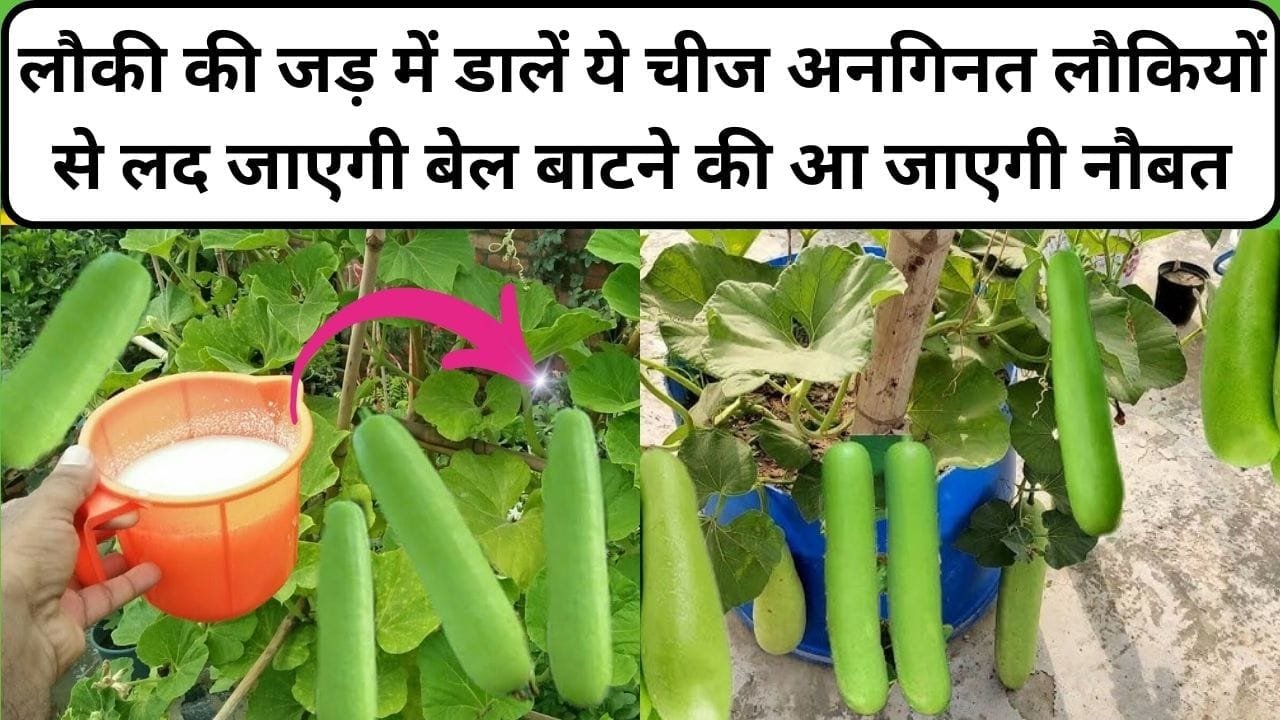 Gardening tips: लौकी की जड़ में डालें ये चमत्कारी चीज, अनगिनत लौकियों से लद जाएगी बेल पड़ोसियों को भी बाटने की आ जाएगी नौबत, जाने नाम