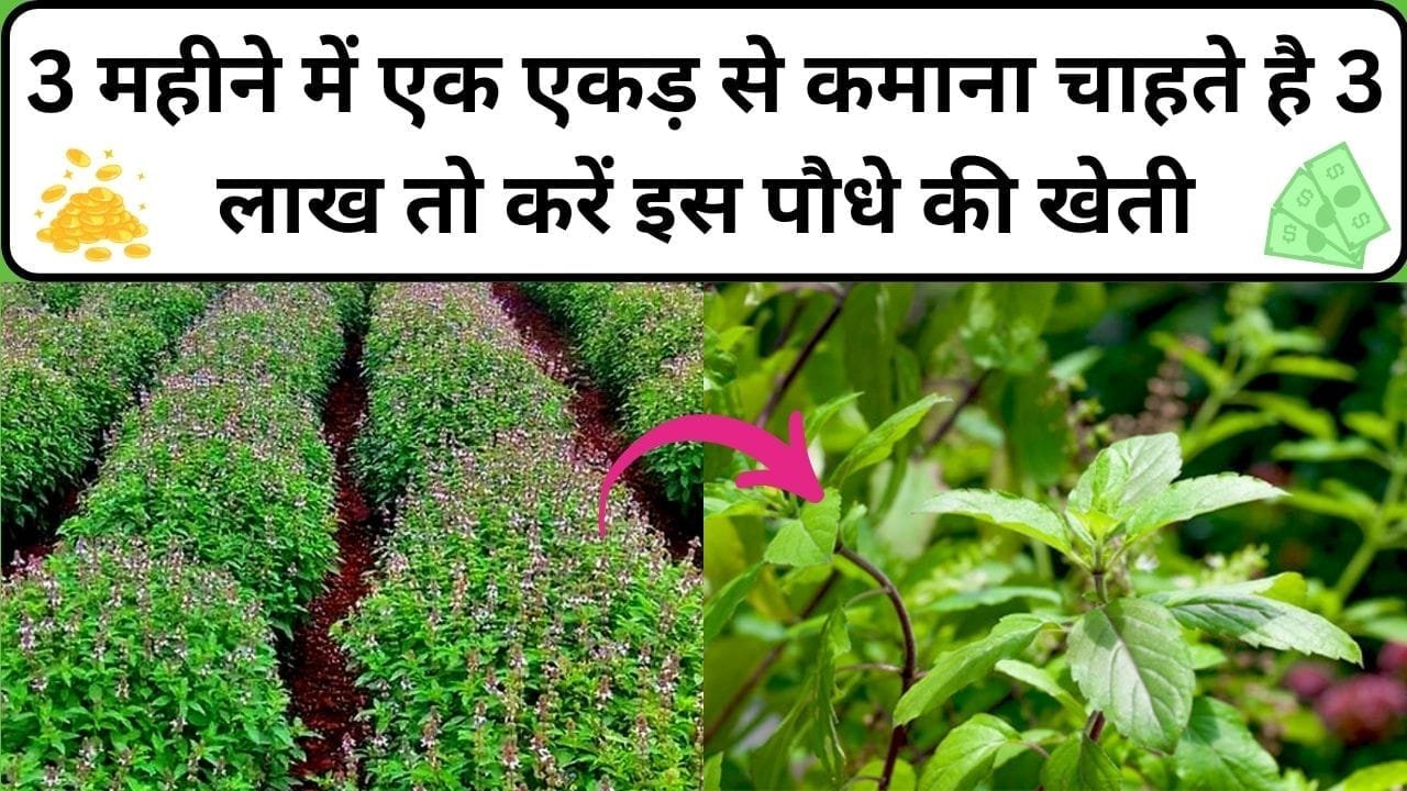 3 महीने में एक एकड़ से कमाना चाहते है 3 लाख तो करें इस पौधे की खेती, कम लागत में होगी धड़ाधड़ कमाई, जाने नाम और काम