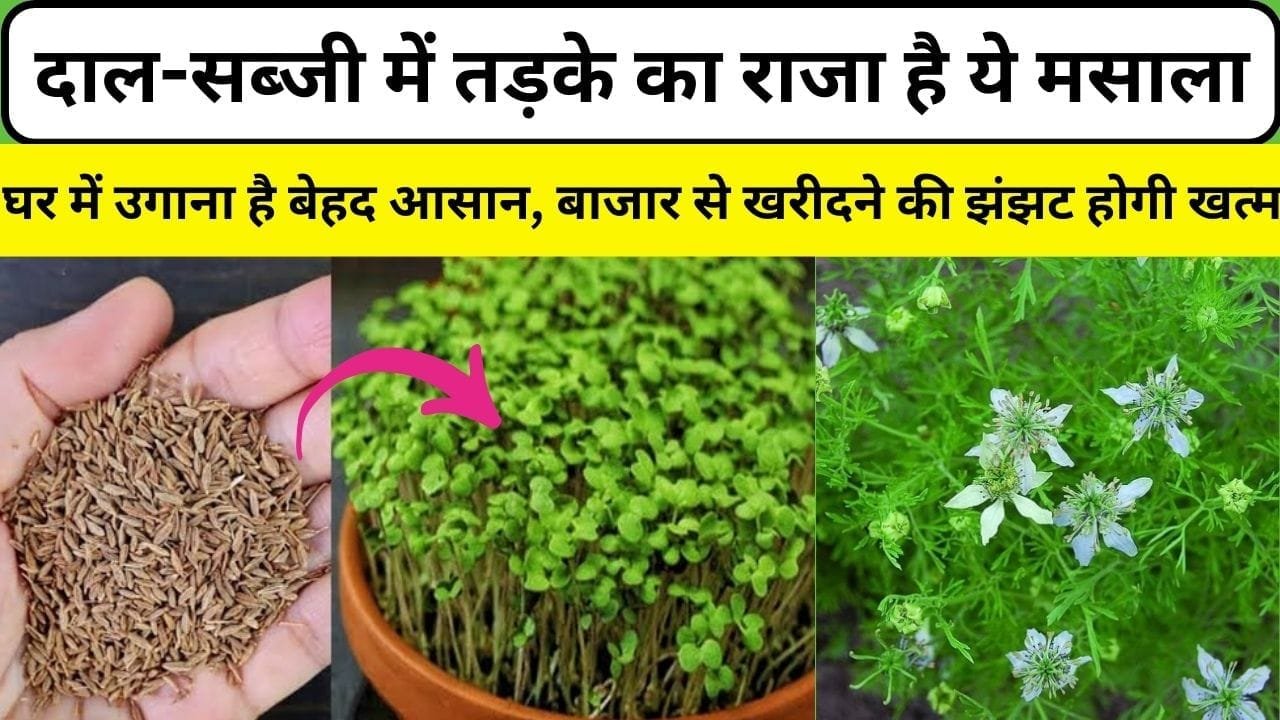 दाल-सब्जी में तड़के का राजा है ये मसाला, घर में उगाना है इतना आसान की अब बाजार से खरीदने की झंझट होगी खत्म, जाने नाम और काम