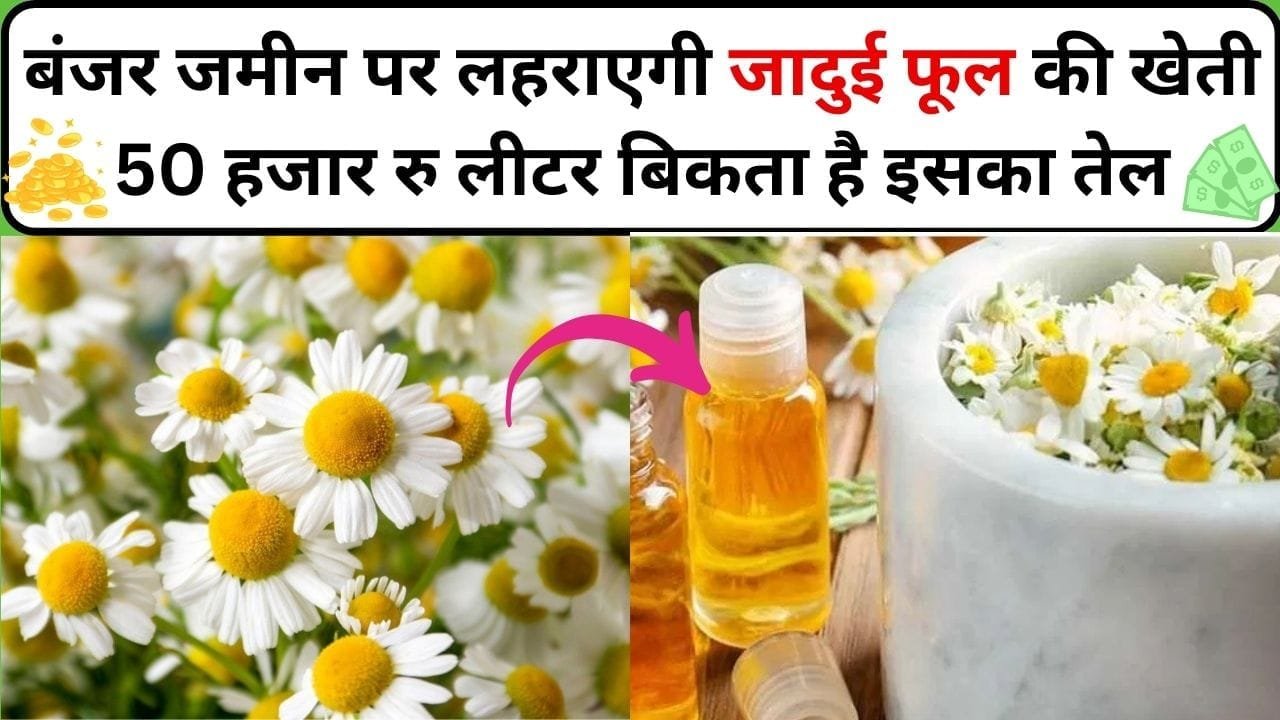 बंजर जमीन पर लहराएगी जादुई फूल की खेती, 50 हजार रु लीटर बिकता है इसका तेल, 12 हजार के निवेश में होगा लाखों का तगड़ा मुनाफा, जाने नाम