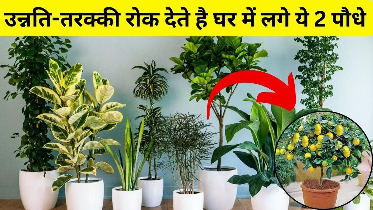 उन्नति-तरक्की रोक देते है घर में लगे ये 2 पौधे, भूल से भी सजवाट में ना करें इस्तेमाल घर से उड़ जाएगी बरकत, जाने पौधों के नाम