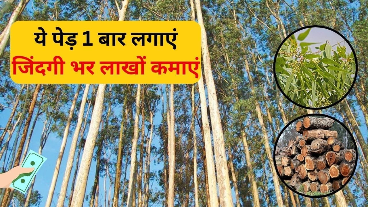 ये पेड़ 1 बार लगाएं जिंदगी भर लाखों कमाएं, सिर्फ 5 साल में होगी छप्परफाड़ कमाई खेती कर हो जाएंगे मालामाल, जाने नाम और काम