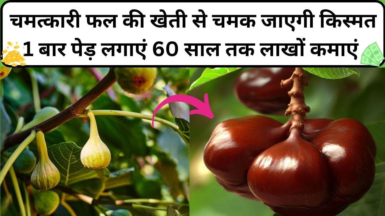 चमत्कारी फल की खेती से चमक जाएगी किस्मत, एकबार पेड़ लगाने से 60 साल तक होगी लाखों करोड़ों में कमाई मार्केट में है खूब डिमांड, जाने नाम