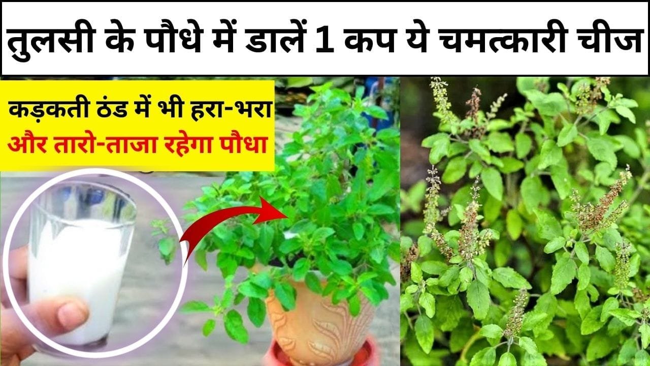 Gardening tips: कड़कती ठंड में भी हरा-भरा और तारो-ताजा रहेगा तुलसी का पौधा, पौधे में डालें 1 कप ये चमत्कारी चीज, घर में आएगी बरकत