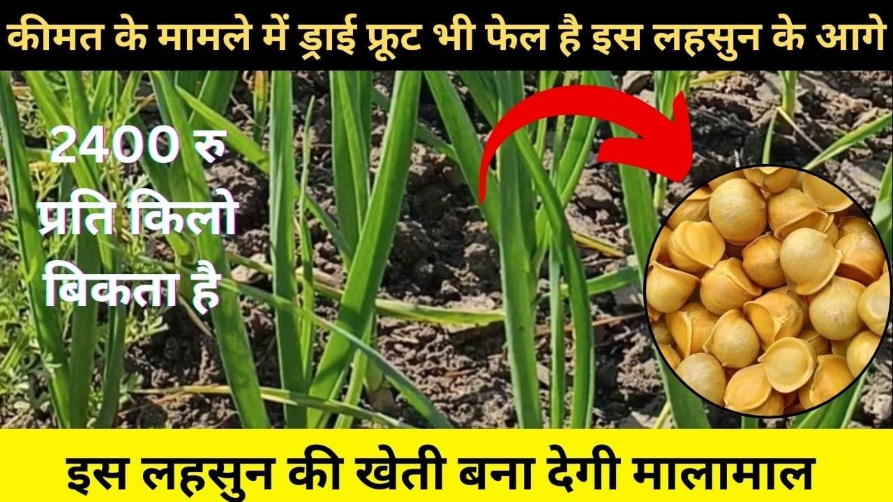 कीमत के मामले में ड्राई फ्रूट भी फेल है इस लहसुन के आगे, 2400 रु किलो बिक रहा बाजार में 3 साल में एकबार आता है नजर, जाने नाम