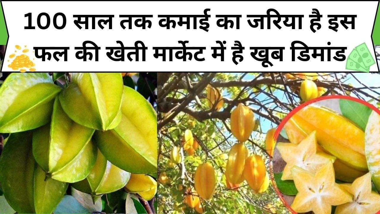 100 साल तक कमाई का जरिया है इस फल की खेती, मार्केट में है खूब डिमांड 1 एकड़ में खेती से बन जाएंगे लखपती, जाने नाम और काम