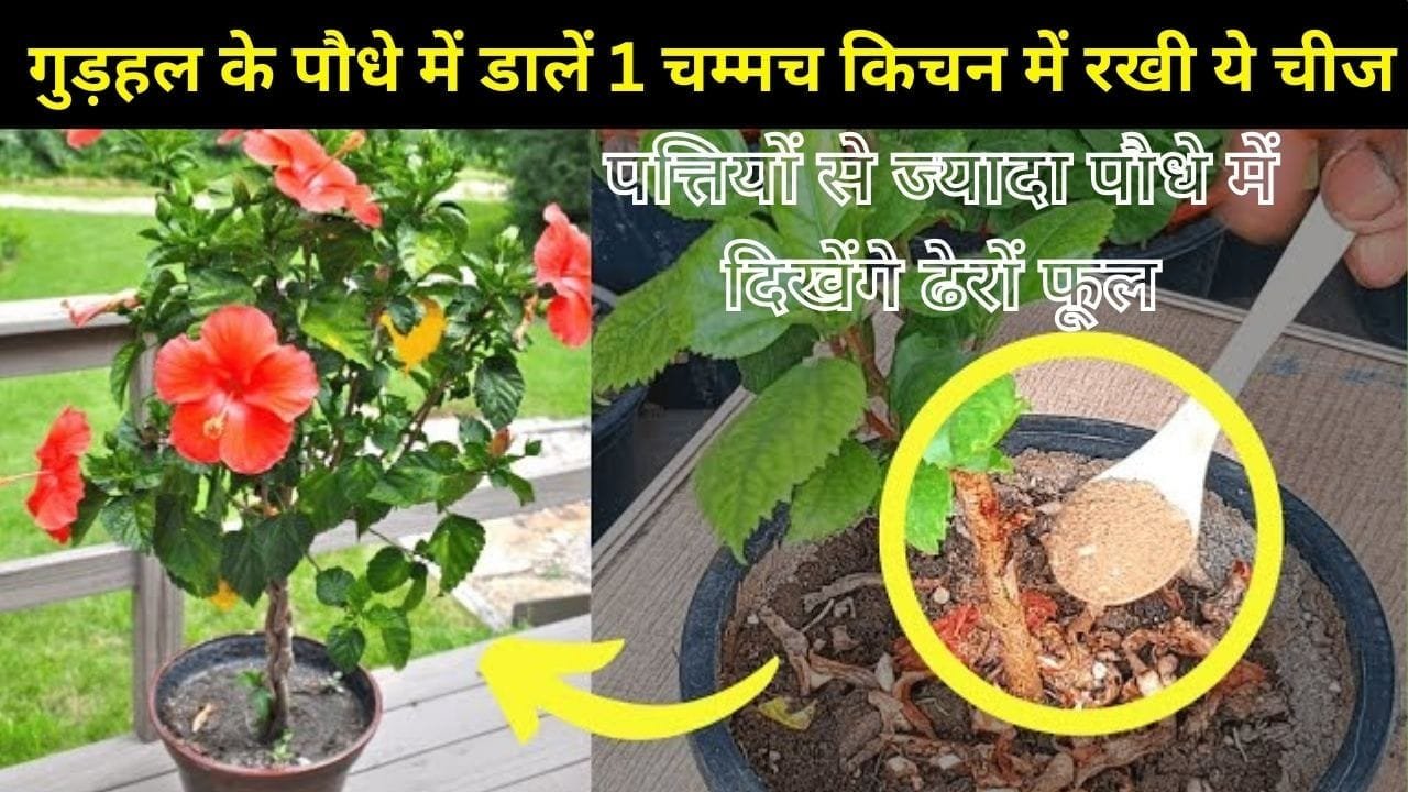 Gardening tips: गुड़हल के पौधे में डालें 1 चम्मच किचन में रखी ये जादुई चीज, पत्तियों से ज्यादा पौधे में दिखेंगे ढेरों फूल 4 गुना तेजी से होगी ग्रोथ, जाने नाम