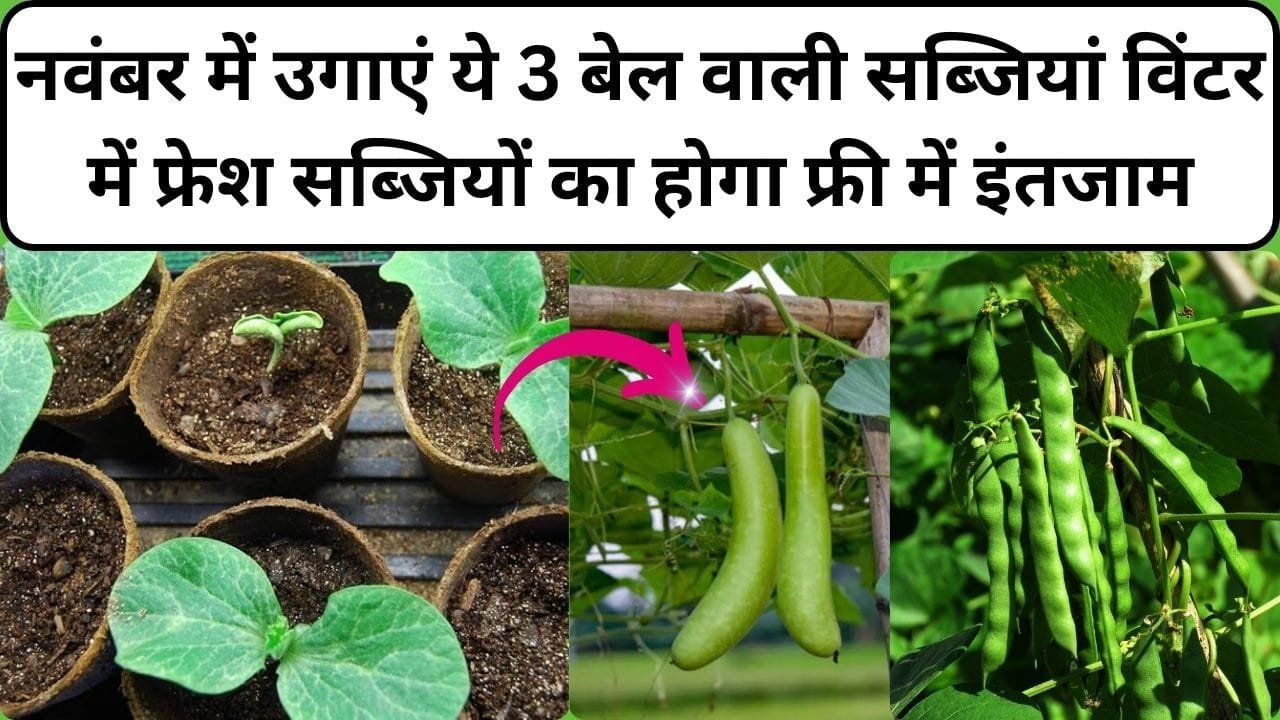 Gardening tips: नवंबर में उगाएं ये 3 बेल वाली सब्जियां, घर पर ही मिलेंगी हरी-भरी सब्जी विंटर में फ्रेश सब्जियों का होगा फ्री में इंतजाम, जाने नाम