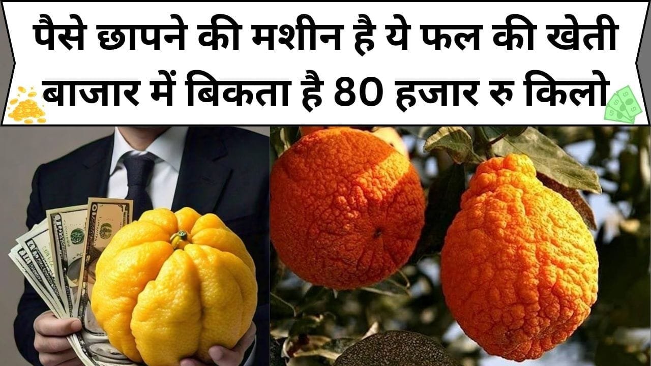 पैसे छापने की मशीन है ये जापानी फल की खेती, बाजार में बिकता है 80 हजार रु किलो दुनिया के सबसे महंगे फलों में लिया जाता है नाम, जाने कौन-सा फल है