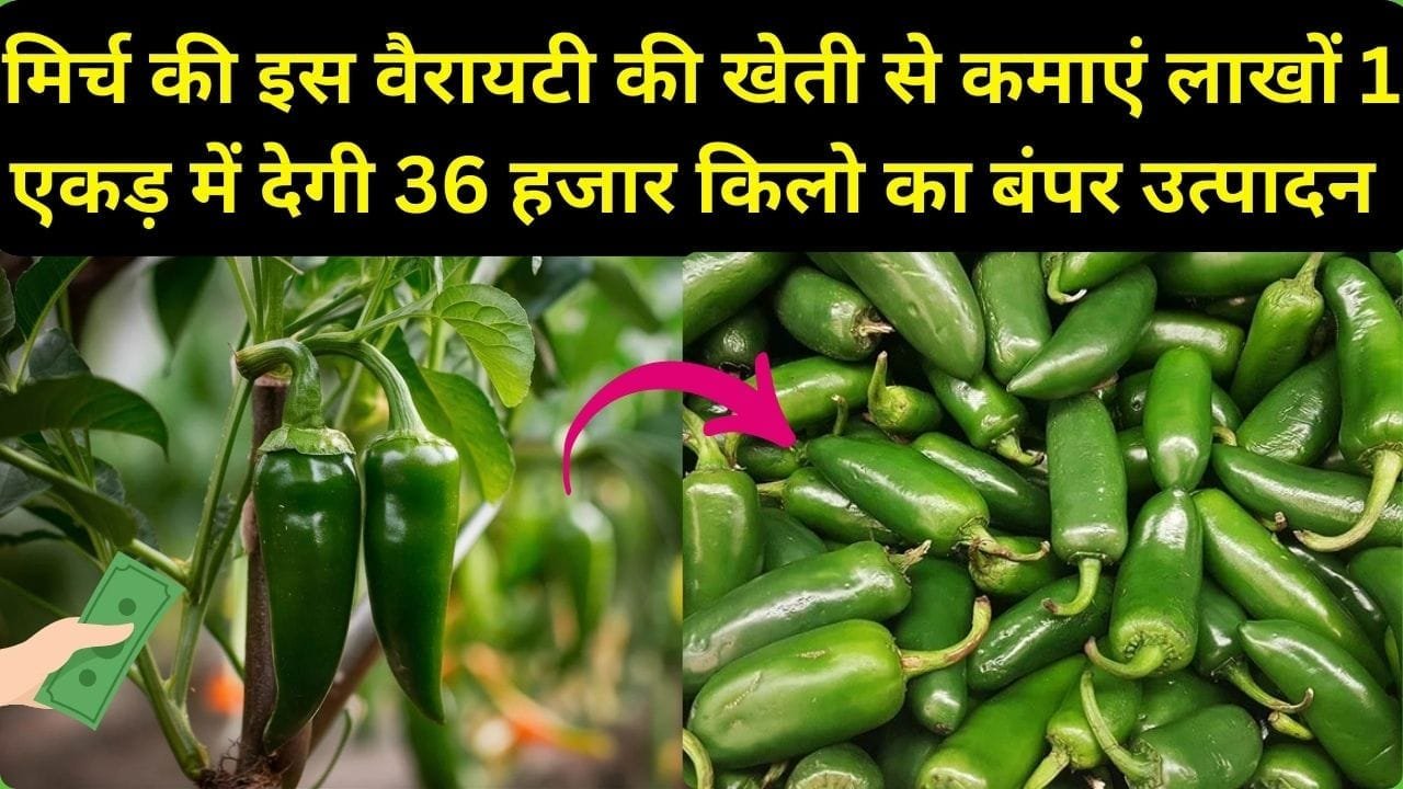 मिर्च की इस वैरायटी की खेती से कमाएं लाखों रूपए, 1 एकड़ में देगी 36 हजार किलो का बंपर उत्पादन समेत छप्परफाड़ मुनाफा, जाने नाम