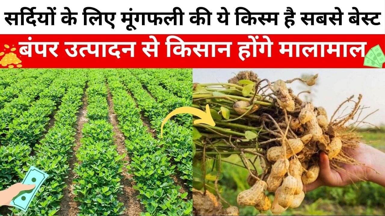 सर्दियों के लिए मूंगफली की ये किस्म है बेस्ट, विंटर में रहती है भारी डिमांड बंपर उत्पादन से किसान होंगे मालामाल, जाने कौन-सी किस्म है