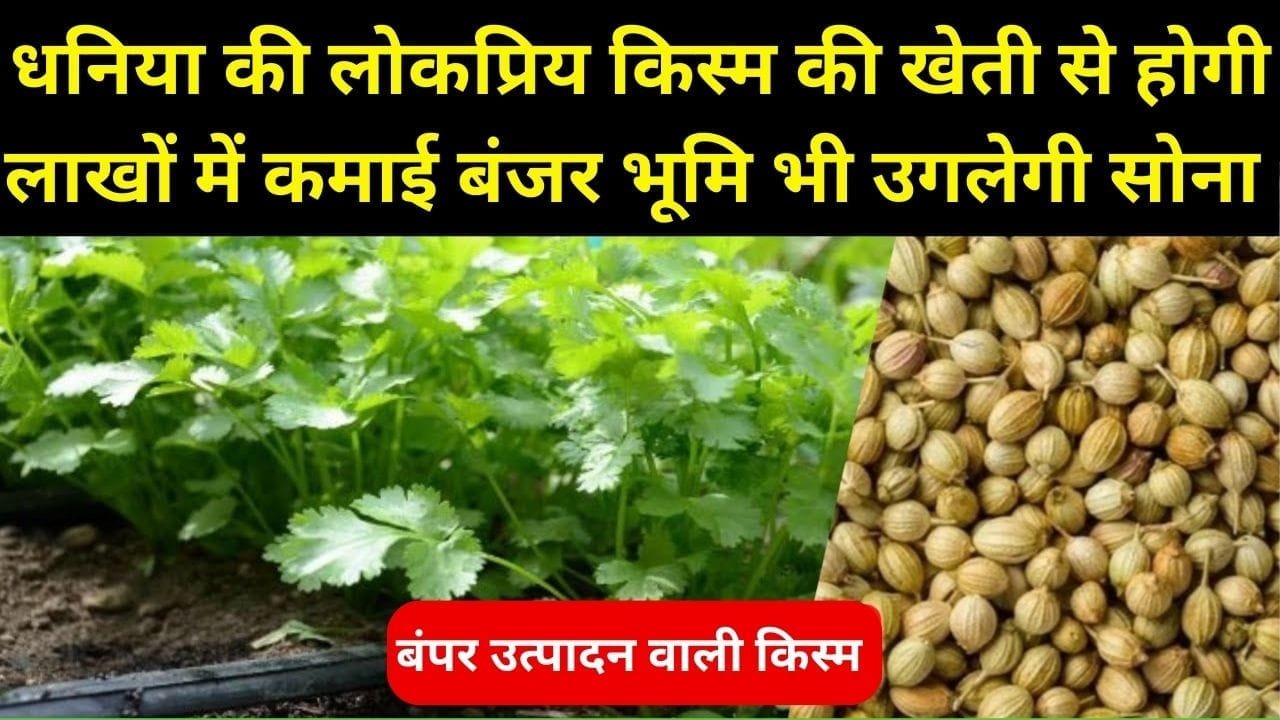 धनिया की सबसे लोकप्रिय किस्म की खेती से होगी लाखों में कमाई, बंजर भूमि भी उगलेगी सोना मुनाफा देख उड़ जाएंगे होश, जाने नाम