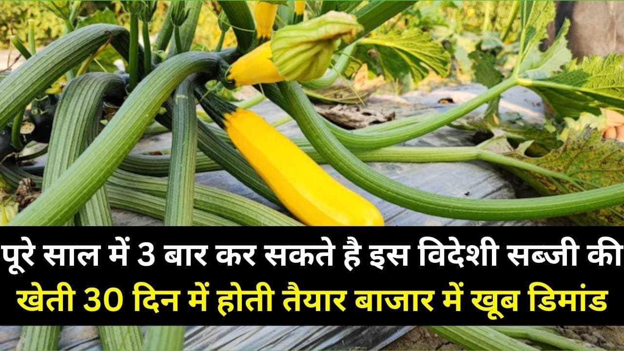 पूरे साल में 3 बार कर सकते है इस विदेशी सब्जी की खेती, 30 दिन में होती तैयार बाजार में खूब डिमांड बिकती है 100 रूपए किलो, जाने नाम और काम