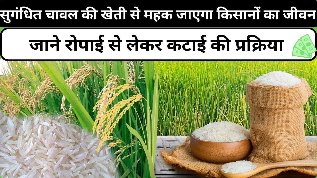 सुगंधित चावल की खेती से महक जाएगा किसानों का जीवन, चमक उठेगी किस्मत मार्केट में है खूब डिमाडं, जाने रोपाई से लेकर कटाई की प्रक्रिया