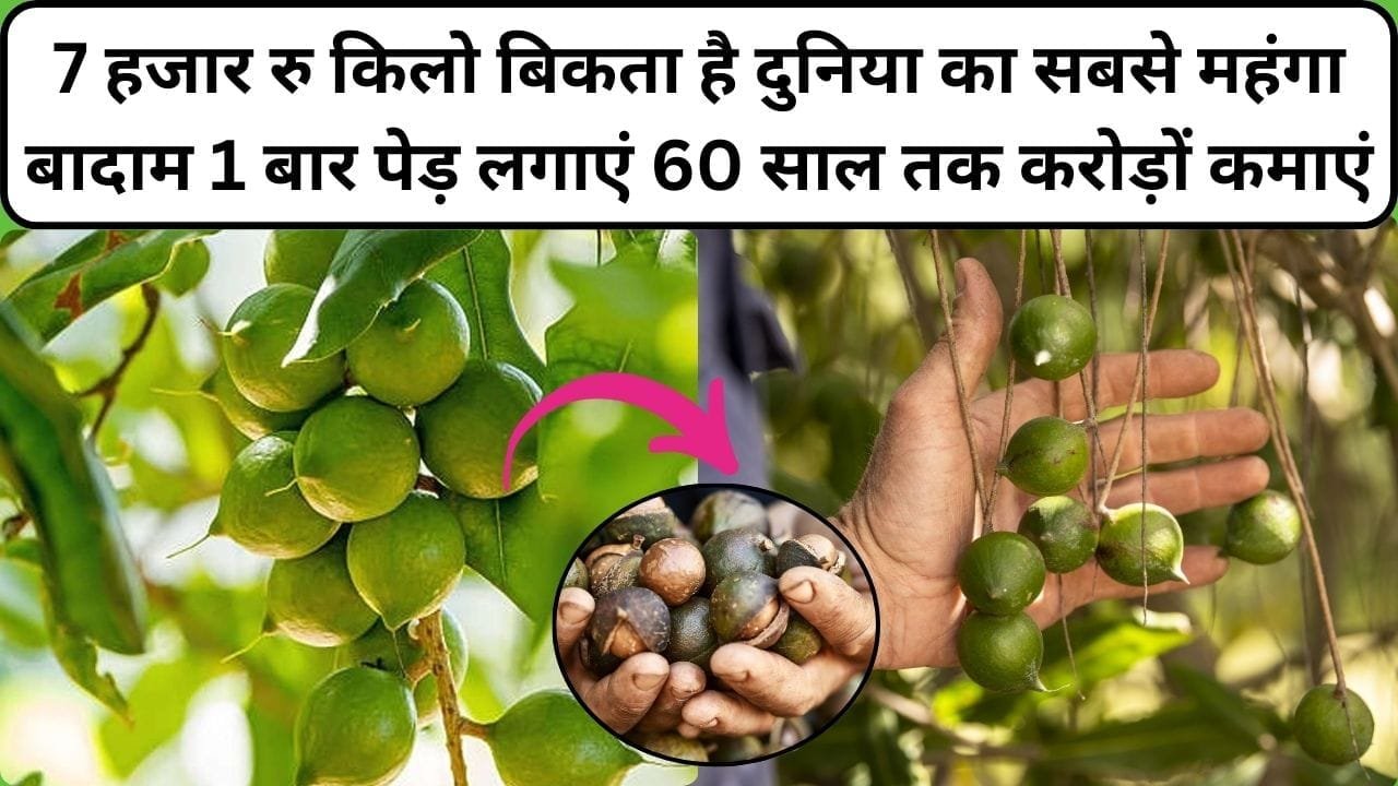 7 हजार रूपए किलो बिकता है दुनिया का सबसे महंगा बादाम, एकबार पेड़ लगाएं 60 साल तक करोड़ों कमाएं मार्केट में है खूब डिमाडं, जाने नाम और काम