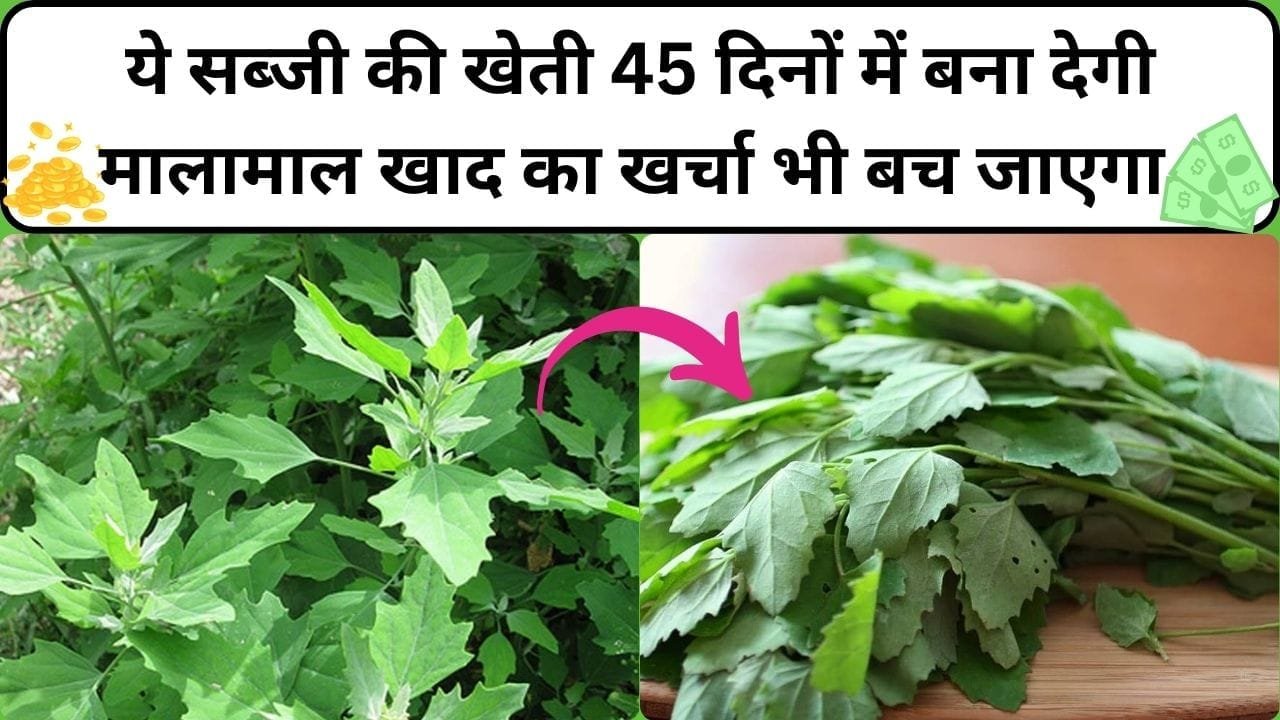 ये सब्जी की खेती 45 दिनों में बना देगी मालामाल, खाद का खर्चा भी बच जाएगा सिर्फ पानी पीता है ये पौधा सर्दियों में है खूब डिमांड, जाने सब्जी का नाम