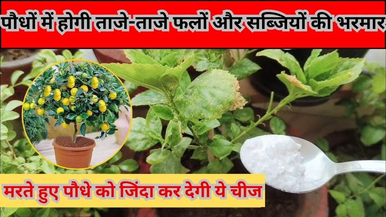 Gardening tips: मरते हुए पौधे को जिंदा कर देगी किचन में रखी ये 3 चमत्कारी चीज, पौधों में होगी ताजे-ताजे फलों और सब्जियों की भरमार, जाने नाम