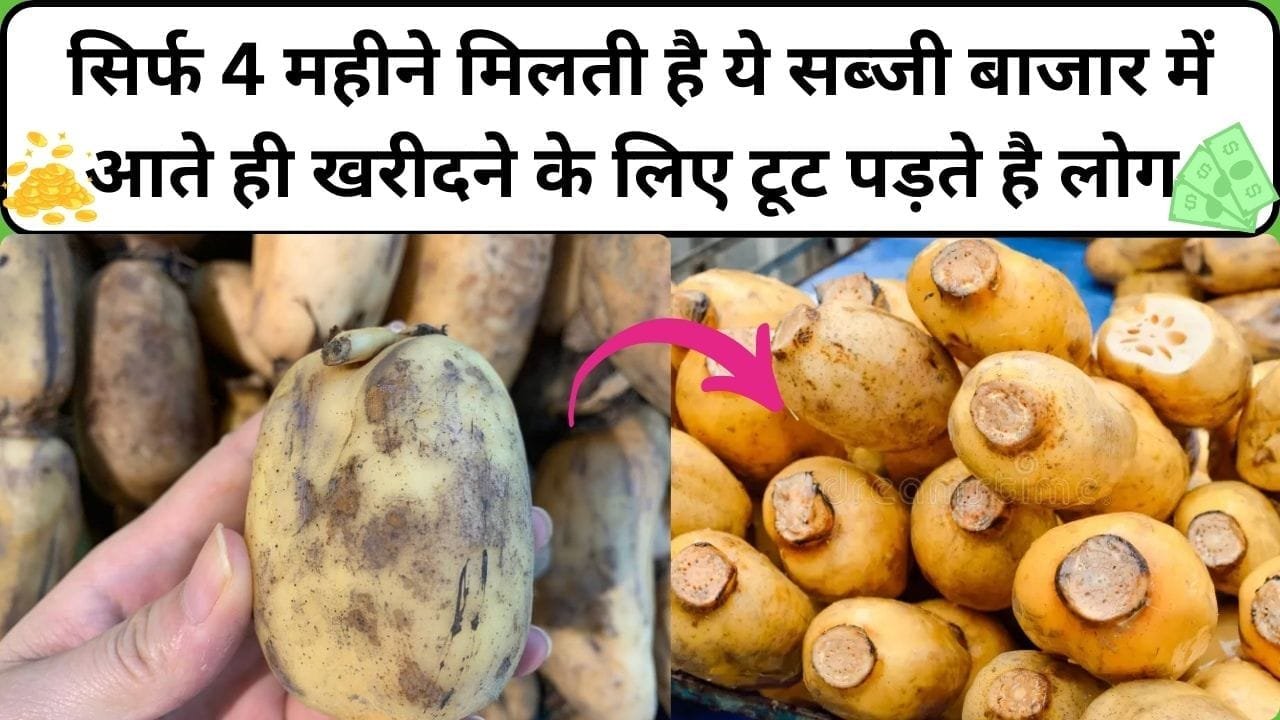 सिर्फ 4 महीने मिलती है ये सब्जी, बाजार में आते ही भारी मात्रा मे खरीदने के लिए टूट पड़ते है लोग वेट लॉस से लेकर शुगर का है इलाज, जाने नाम