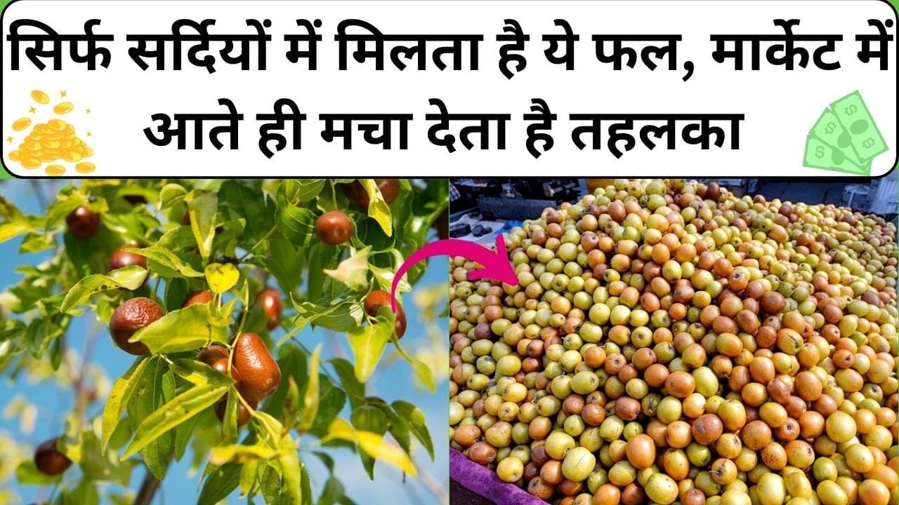 सिर्फ सर्दियों में मिलता है ये फल, मार्केट में आते ही मचा देता है तहलका टूट पड़ते है लोग किसानों की होती है जबरदस्त कमाई, जाने नाम