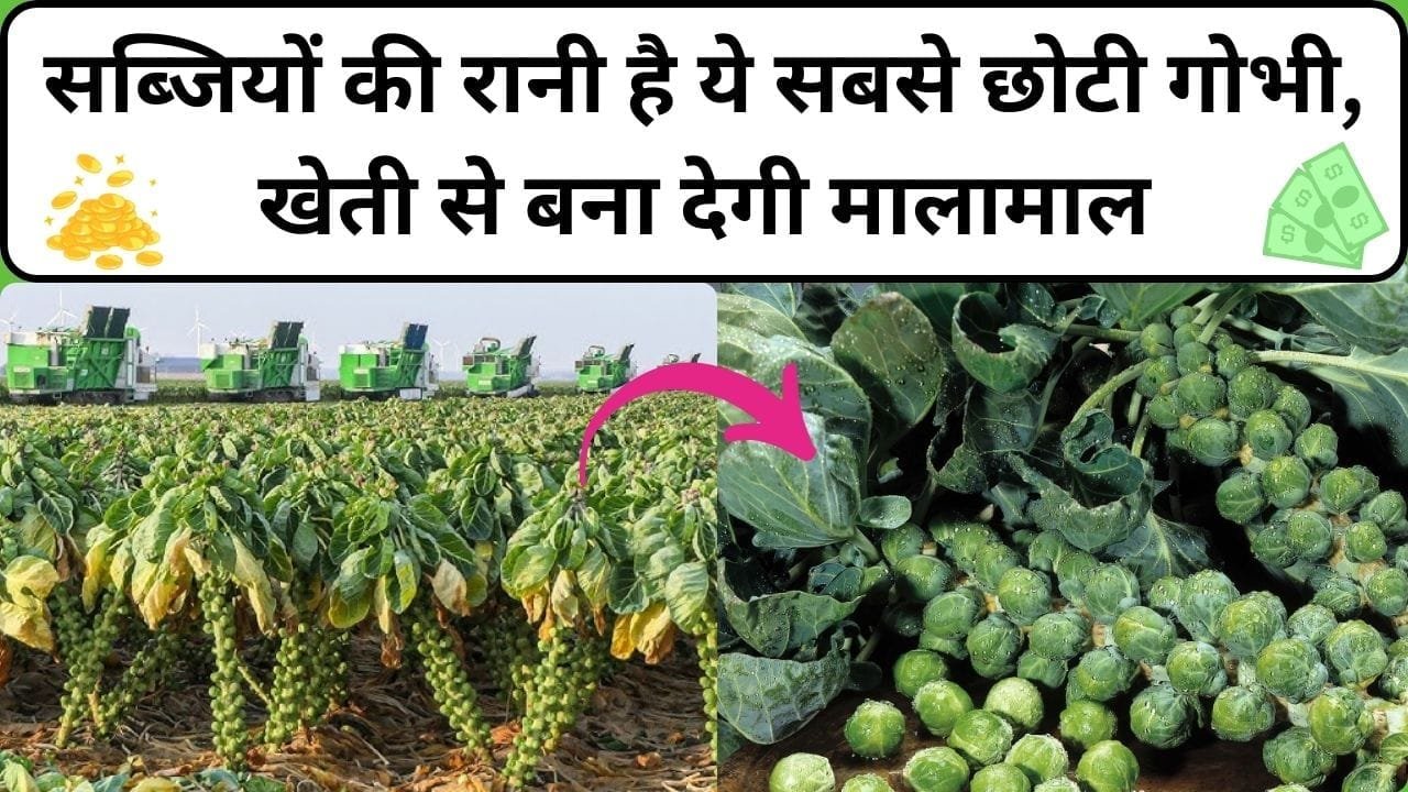 सब्जियों की रानी है ये सबसे छोटी गोभी, खेती से बना देगी मालामाल 1 एकड़ में होगी पैसों की झमाझम बरसात, जाने नाम और काम