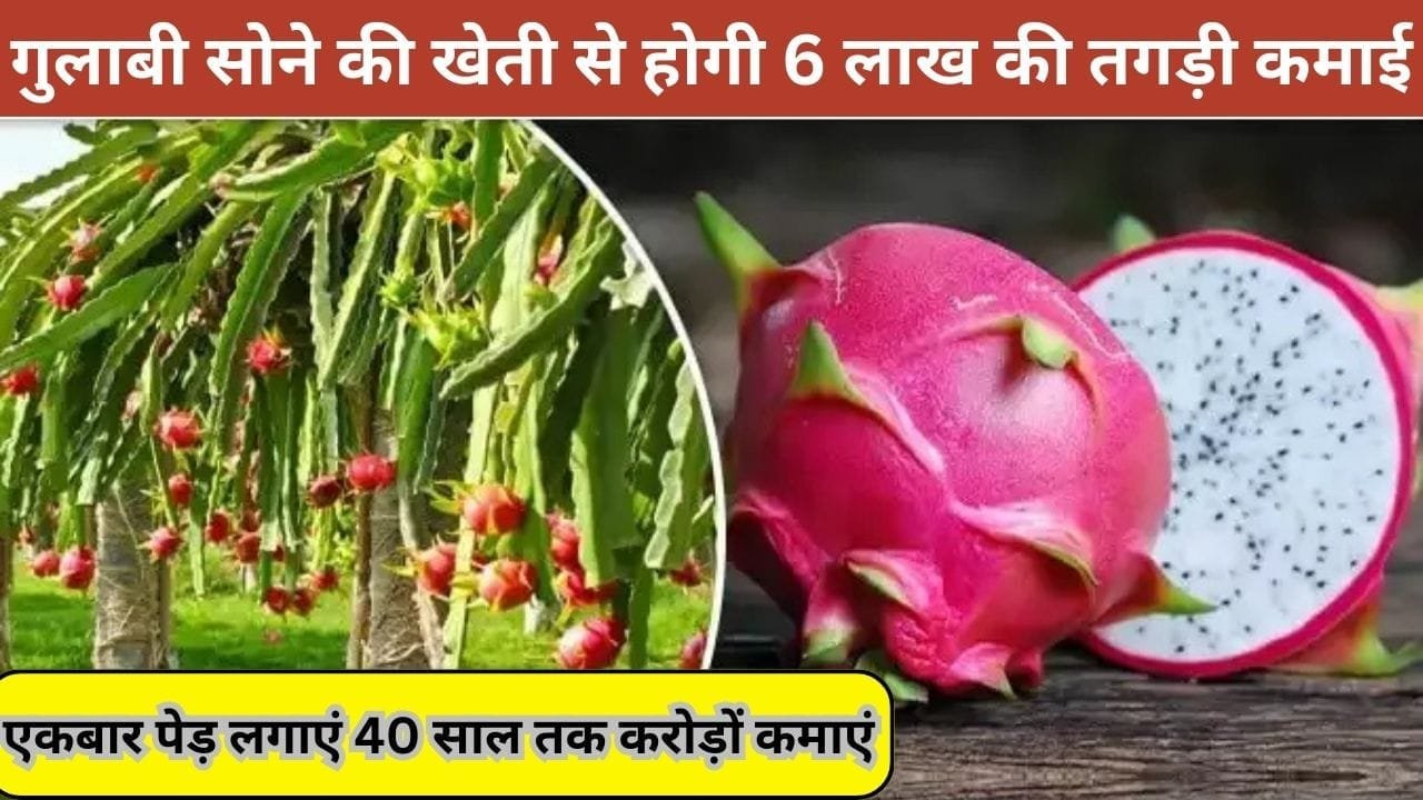 गुलाबी सोने की खेती से सालाना होगी 6 लाख की तगड़ी कमाई, एकबार पेड़ लगाएं 40 साल तक करोड़ों कमाएं, जाने खेती करने का तरीका