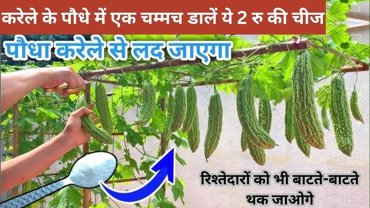 Gardening tips: करेले के पौधे में एक चम्मच डालें ये 2 रु की चीज, अनगिनत करेलों से लद जाएगी बेल रिश्तेदारों को भी बाटते-बाटते थक जाओगे, जाने नाम