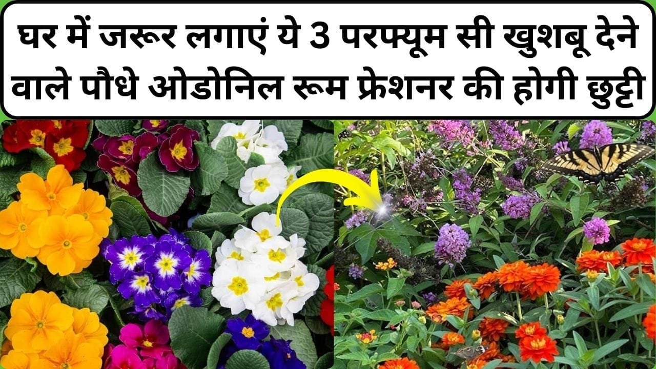 ओडोनिल रूम फ्रेशनर की होगी छुट्टी