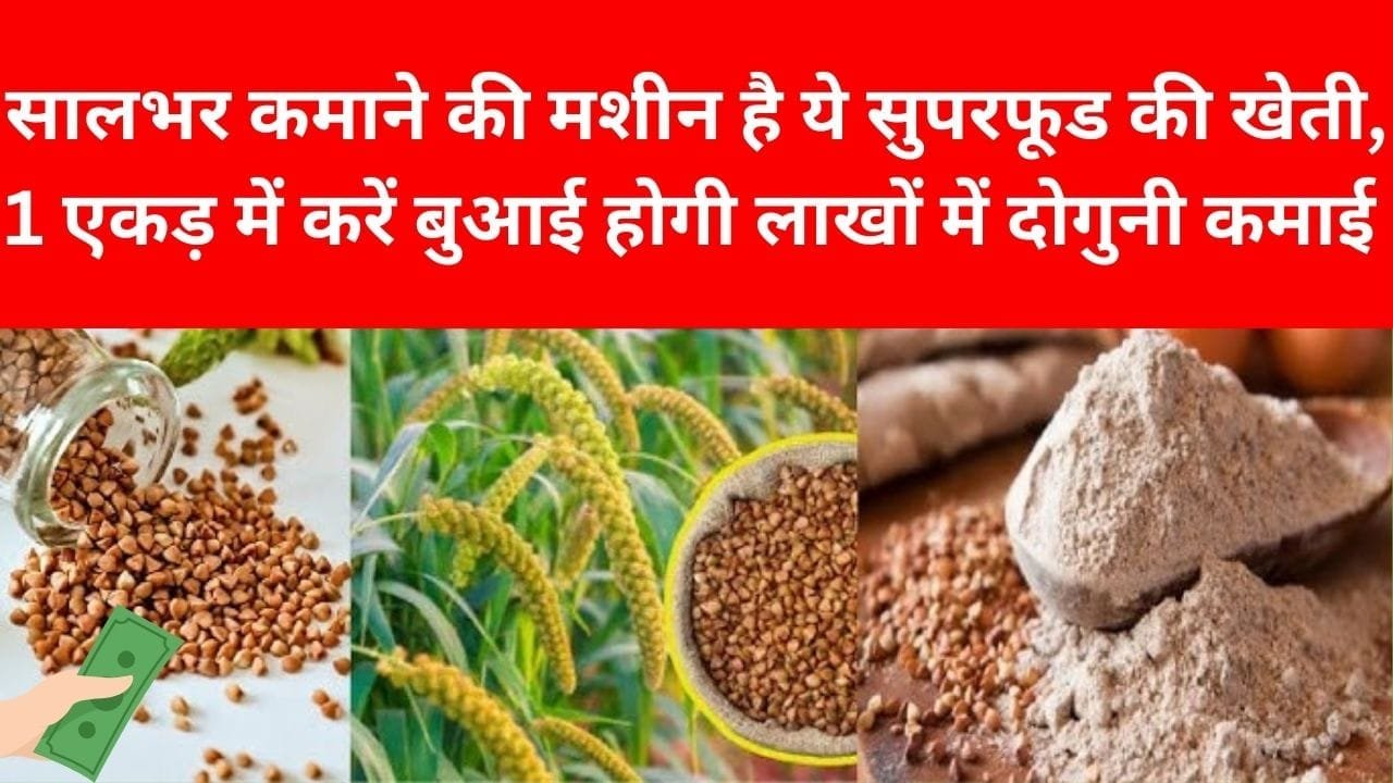 सालभर कमाने की मशीन है ये सुपरफूड की खेती, 1 एकड़ में करें बुआई होगी लाखों में दोगुनी कमाई खेती से हो जाएंगे मालमाल, जाने नाम