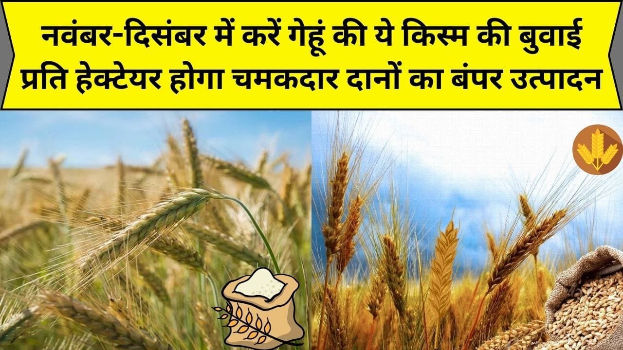 नवंबर-दिसंबर में करें गेहूं की ये किस्म की बुवाई, प्रति हेक्टेयर होगा चमकदार दानों का बंपर उत्पादन और तगड़ा मुनाफा, जाने कौन सी किस्म है