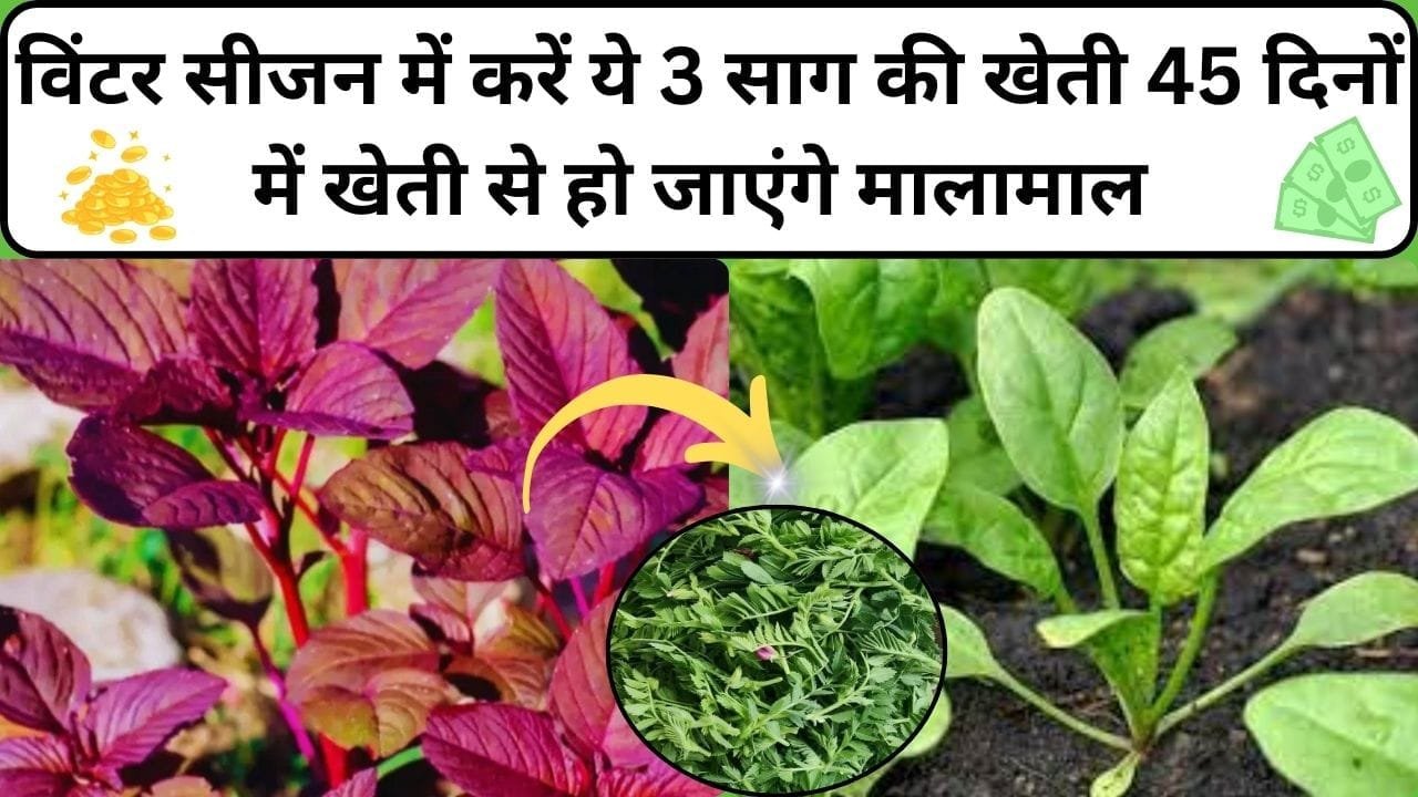 विंटर सीजन में करें ये 3 साग की खेती, मार्केट में है तगड़ी डिमाडं 45 दिनों में खेती से हो जाएंगे मालामाल, जाने नाम और काम