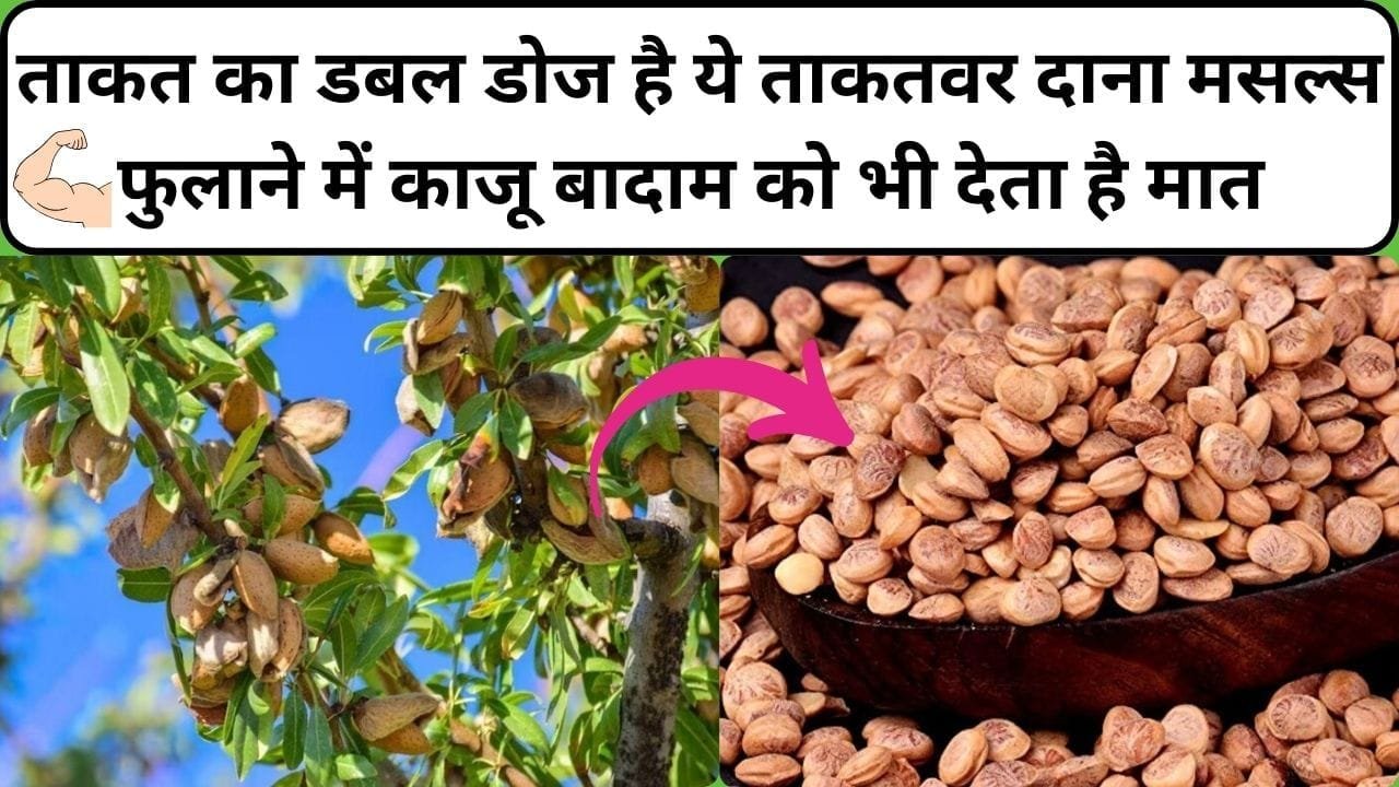 ताकत का डबल डोज है ये ताकतवर दाना, मसल्स फुलाने में काजू बादाम को भी देता है मात खेती से होती है जीवन भर कमाई, जाने नाम और काम