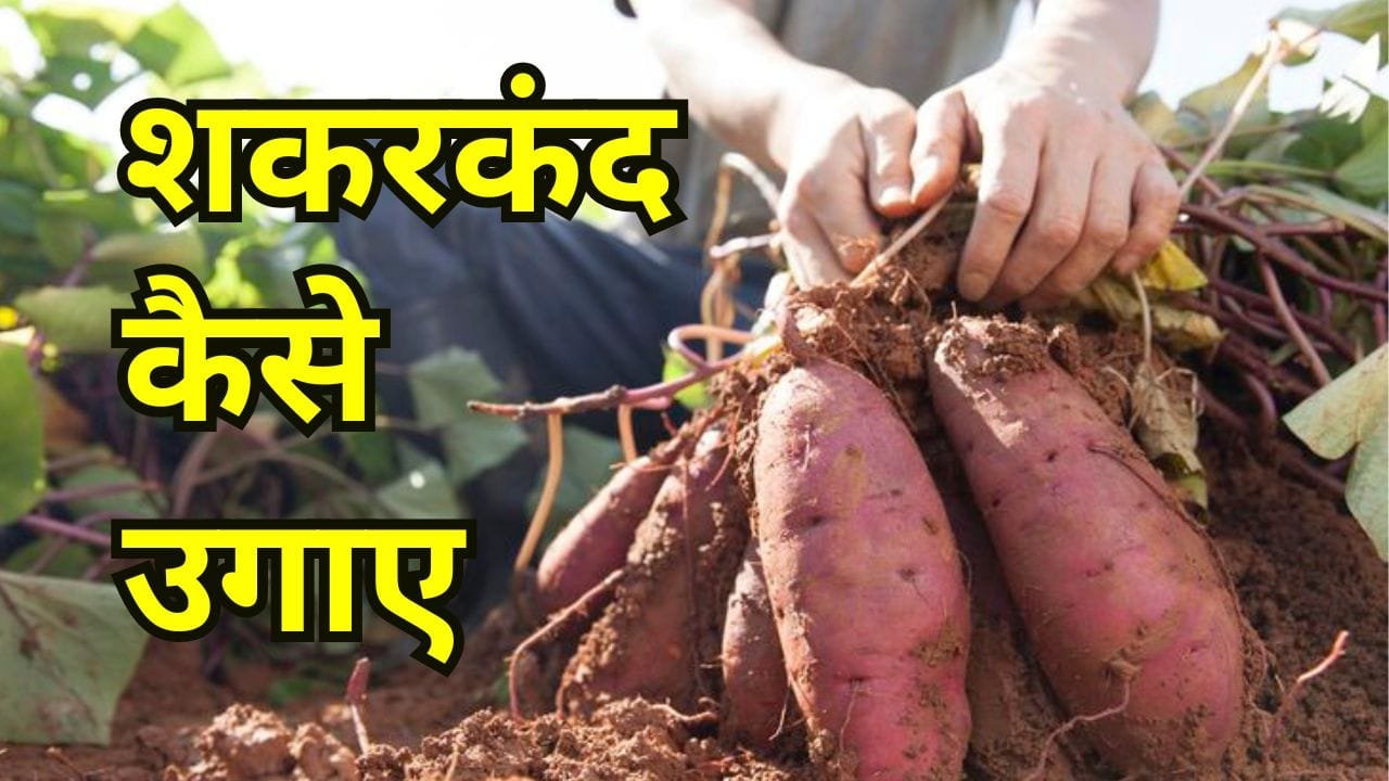शकरकंद कैसे उगाए