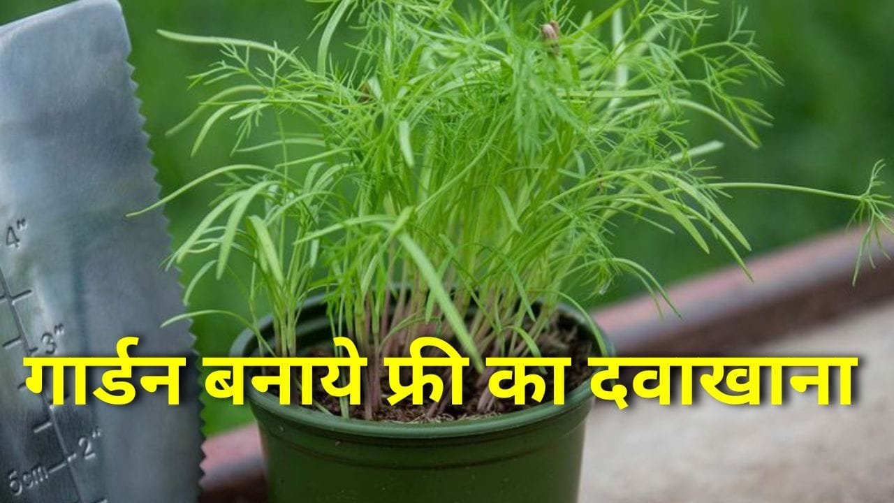 औषधीय पौधे