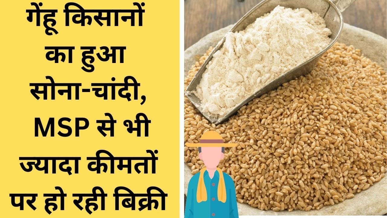 गेहूं के भाव बढ़े