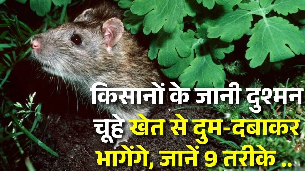 खेत से चूहे भगाने के तरीके