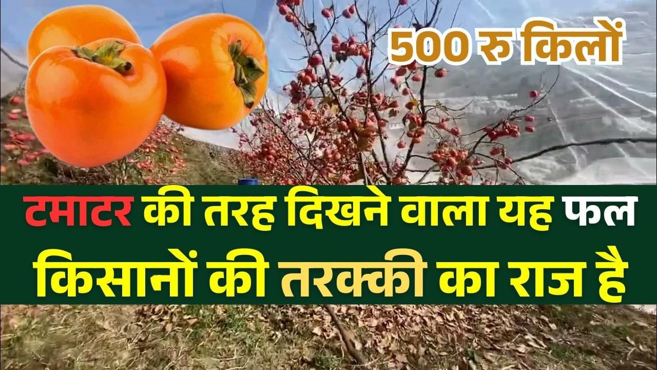 जापानी फल की खेती