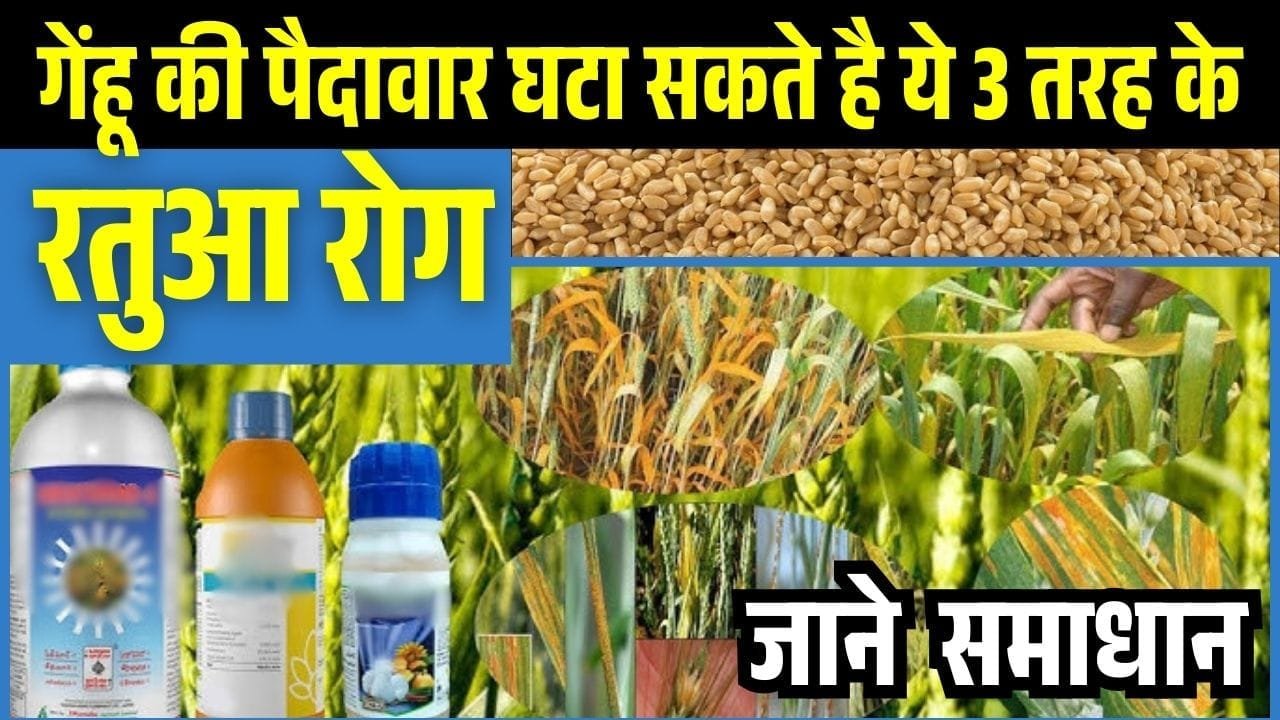 रतुआ रोग के लक्षण और उपाय