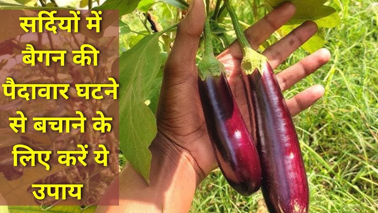 बैंगन की खेती