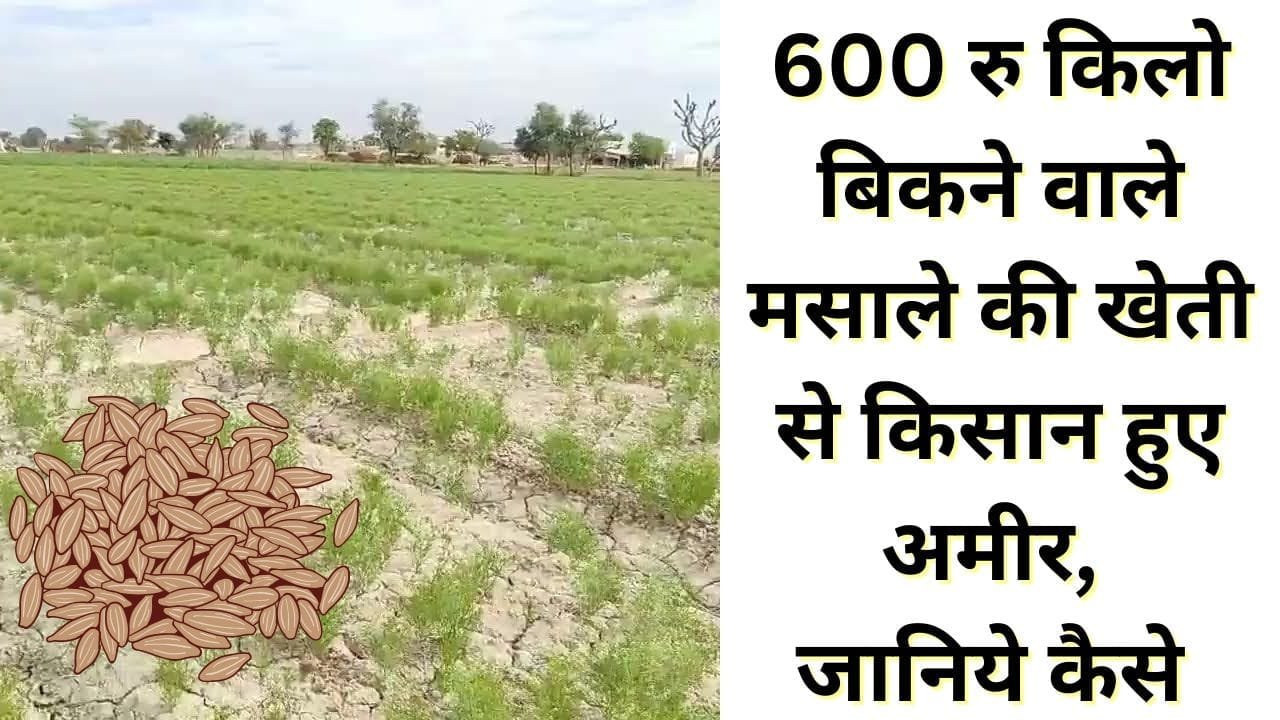 जीरा की खेती
