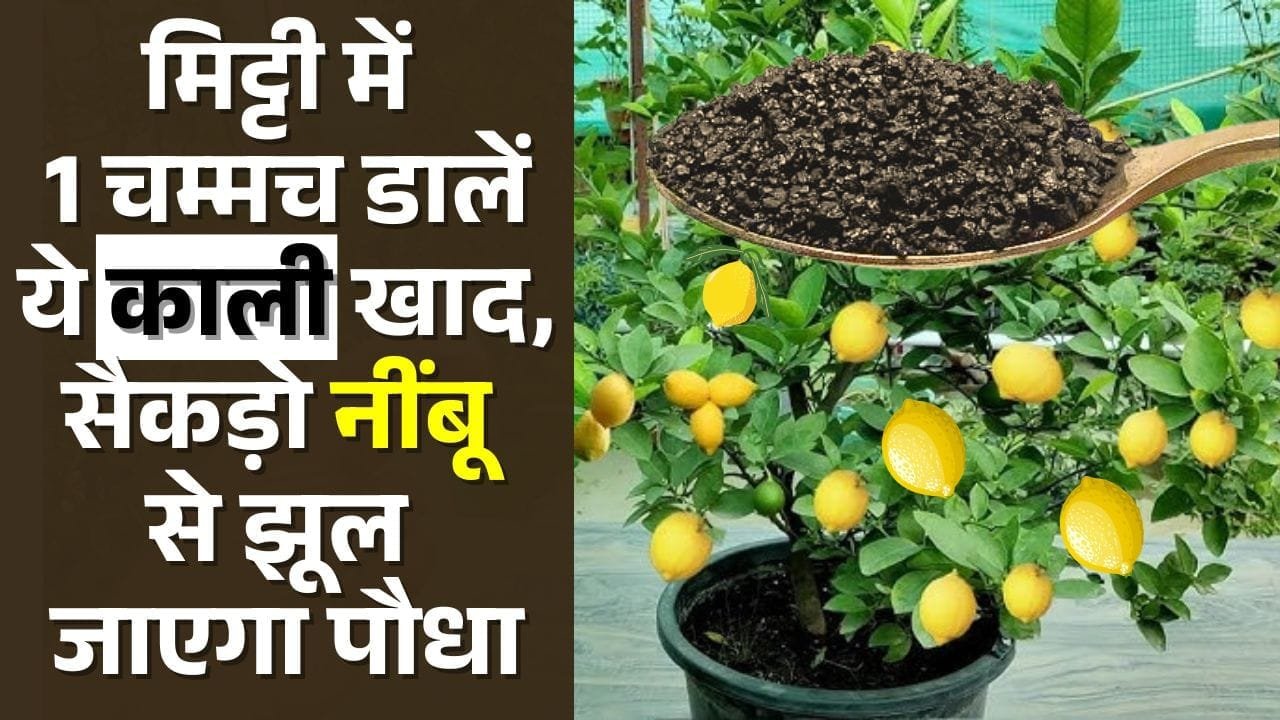 नींबू की देखभाल कैसे करें