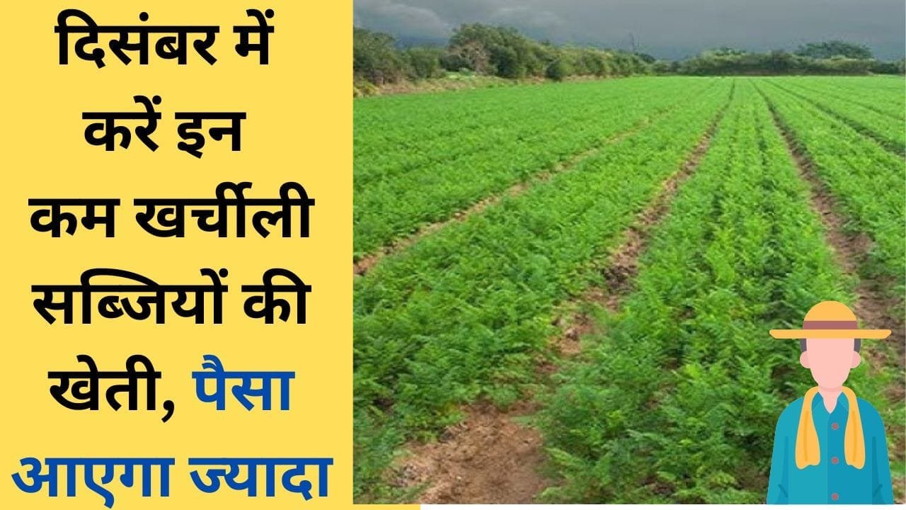 दिसंबर में कौन-सी सब्जियां लगाएं