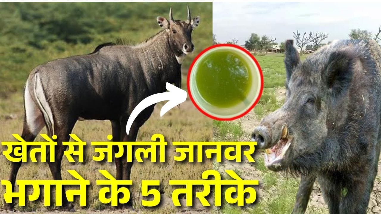 जंगली जानवर भगाने का तरीका