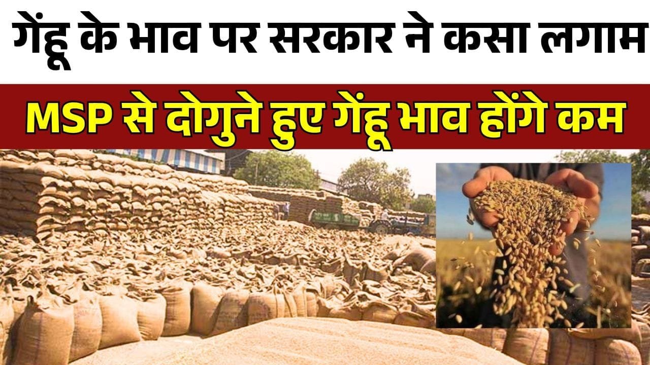 MSP से दोगुने हुए गेंहू भाव