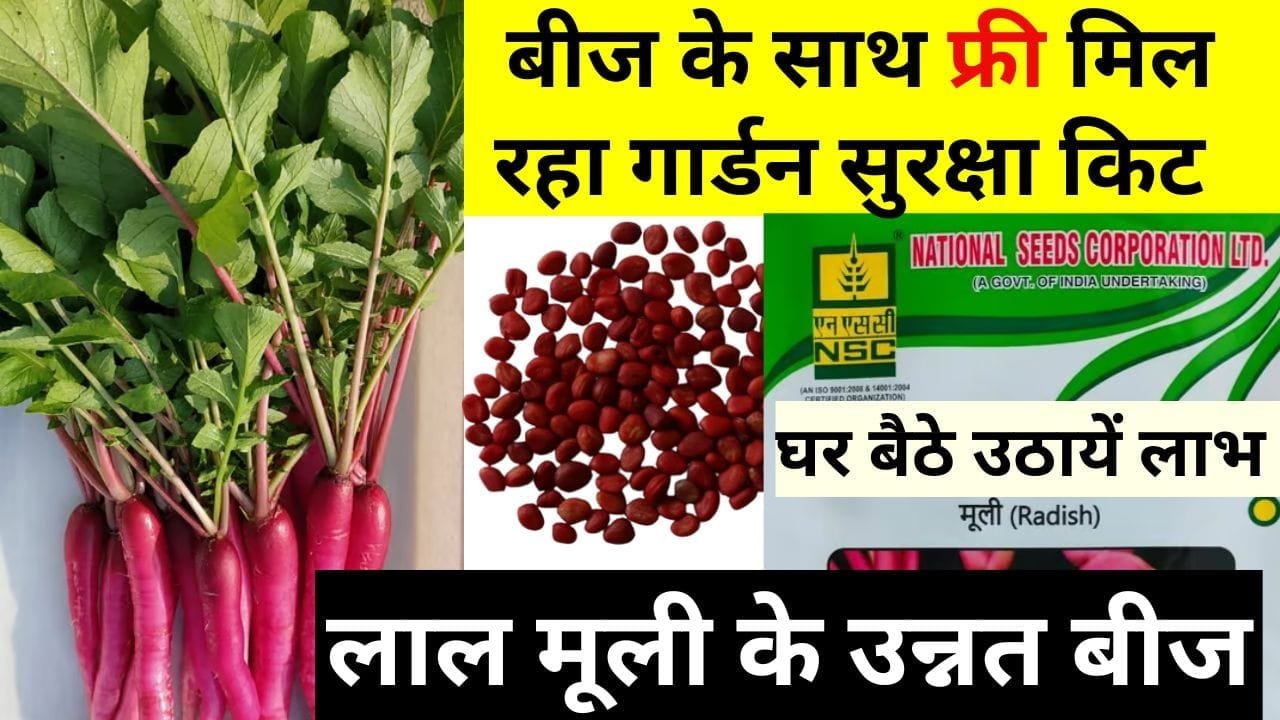 लाल मूली के उन्नत बीज
