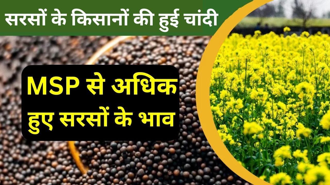 MSP से अधिक हुए सरसों के भाव