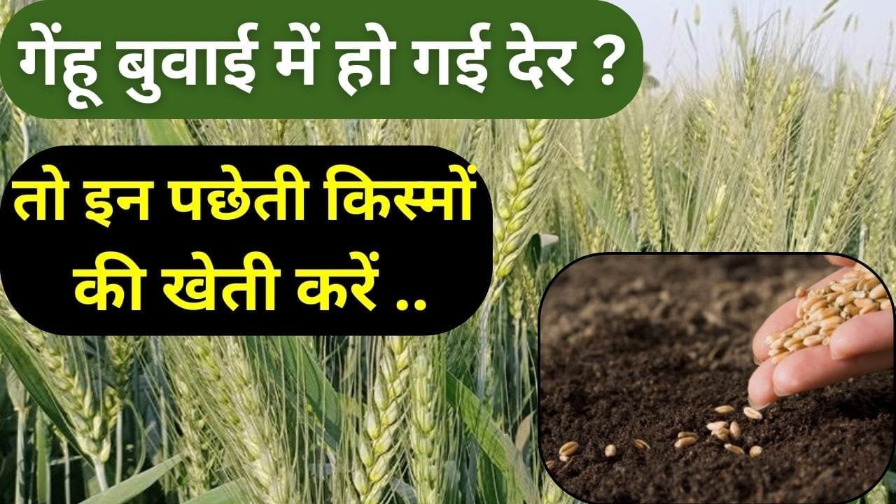 गेंहू की पछेती किस्म