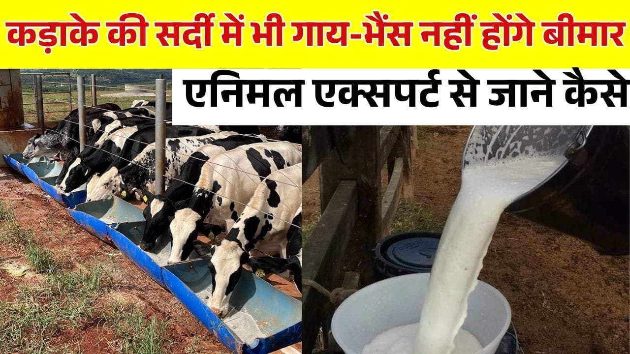 सर्दियों में पशुओं को बीमार होने से कैसे बचाएं