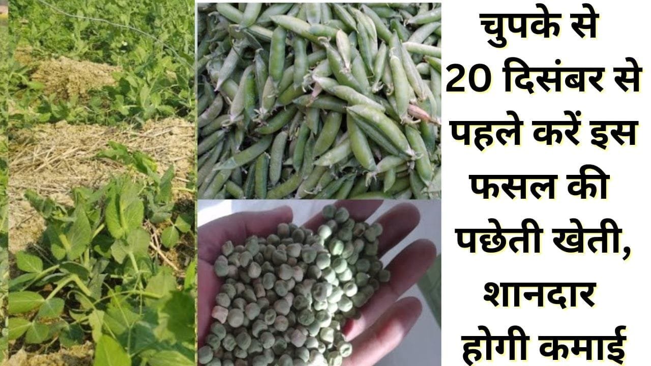 मटर की पछेती खेती