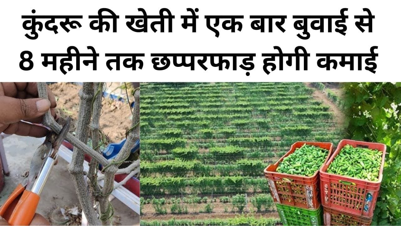 कुंदरू की खेती